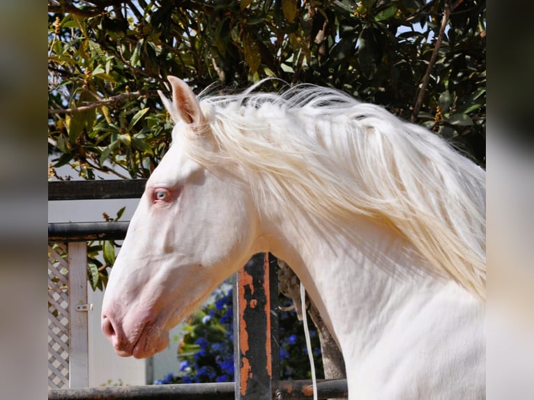Lusitanos Mix Hengst 3 Jahre 164 cm Cremello in Vejer de la Frontera