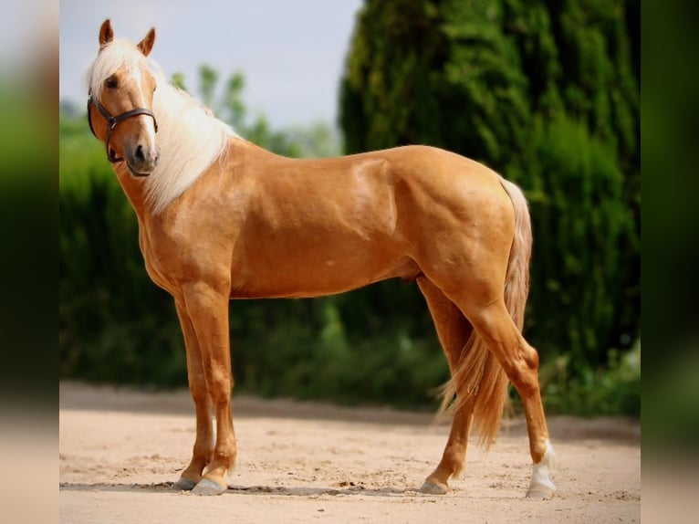 Lusitanos Hengst 3 Jahre 164 cm Palomino in Valencia