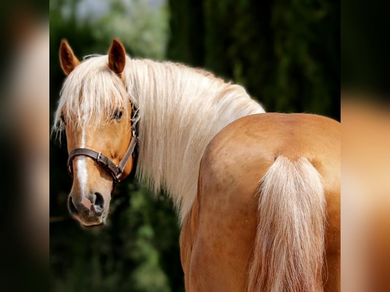 Lusitanos Hengst 3 Jahre 164 cm Palomino in Valencia