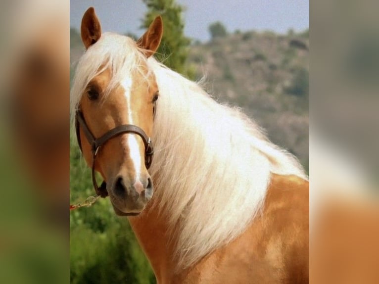 Lusitanos Hengst 3 Jahre 164 cm Palomino in Valencia
