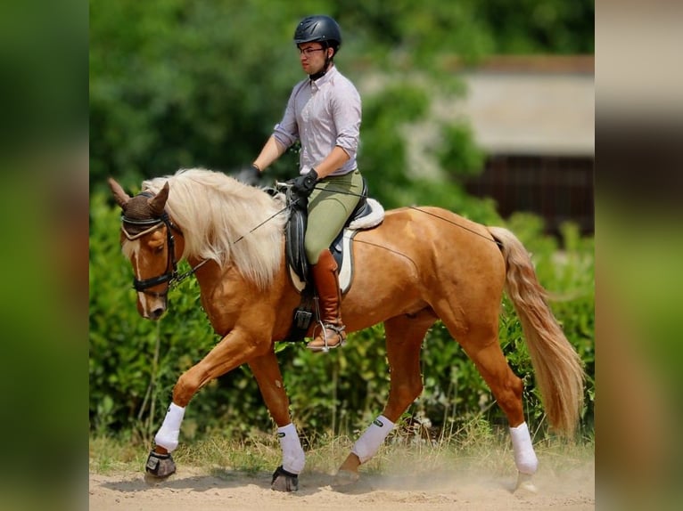 Lusitanos Hengst 3 Jahre 164 cm Palomino in Valencia