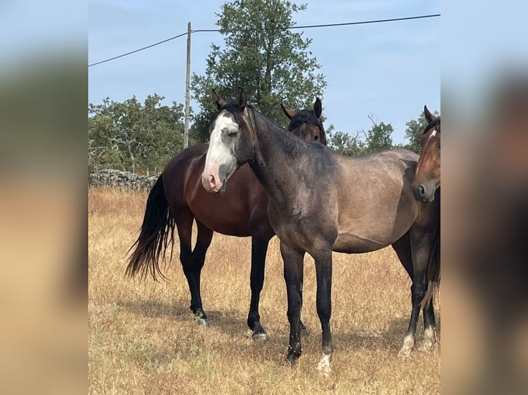 Lusitanos Hengst 3 Jahre 164 cm Schimmel in Castelo Branco