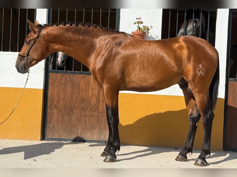Lusitanos Hengst 3 Jahre 165 cm Brauner in Martfeld