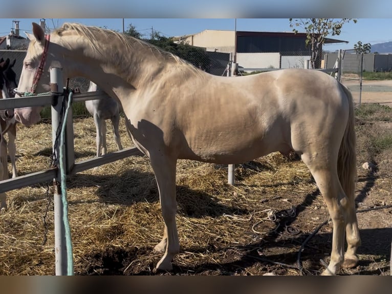 Lusitanos Hengst 3 Jahre 165 cm Cremello in Fuente Alamo