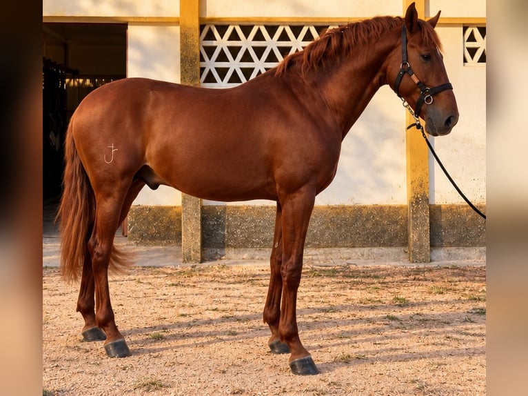 Lusitanos Hengst 3 Jahre 165 cm Fuchs in Coudelaria