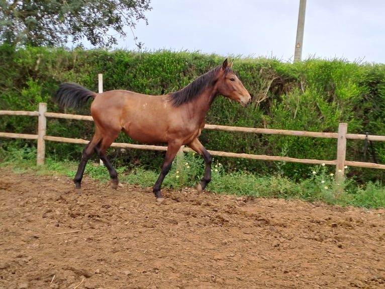 Lusitanos Hengst 3 Jahre 165 cm Fuchs in Pera