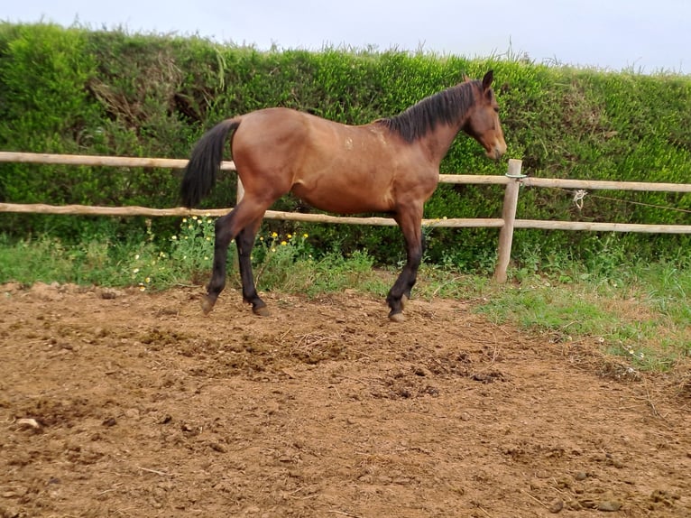 Lusitanos Hengst 3 Jahre 165 cm Fuchs in Pera