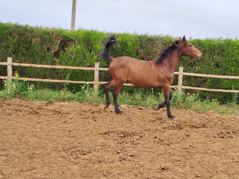 Lusitanos Hengst 3 Jahre 165 cm Fuchs in Pera