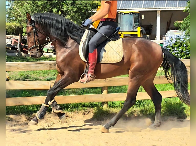 Lusitanos Hengst 3 Jahre 165 cm Fuchs in Pera