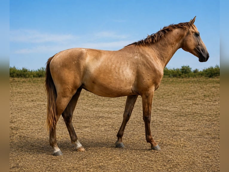 Lusitanos Hengst 3 Jahre 165 cm Schimmel in Bouches du Rhone