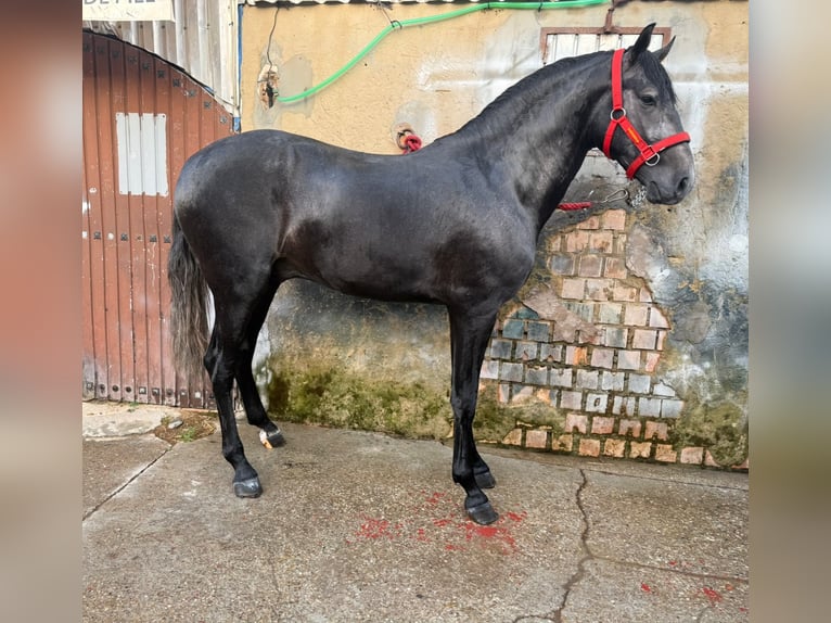 Lusitanos Hengst 3 Jahre 165 cm Schimmel in Jerez