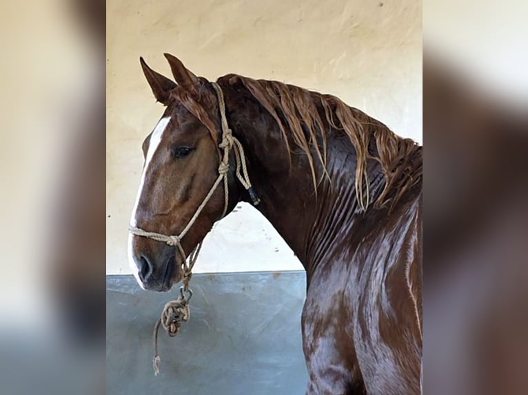 Lusitanos Hengst 3 Jahre 166 cm Dunkelfuchs in Almancil