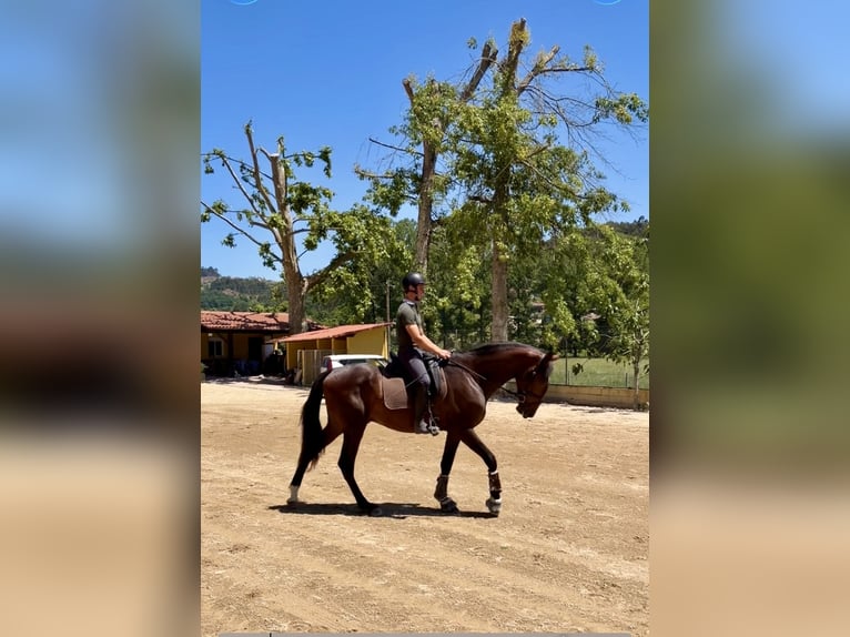 Lusitanos Hengst 3 Jahre 167 cm Brauner in Amarante