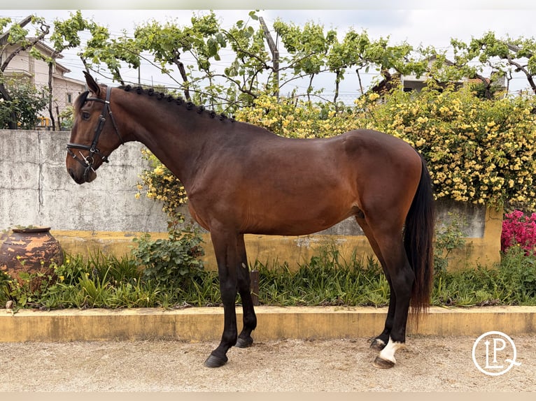 Lusitanos Hengst 3 Jahre 167 cm Brauner in Amarante