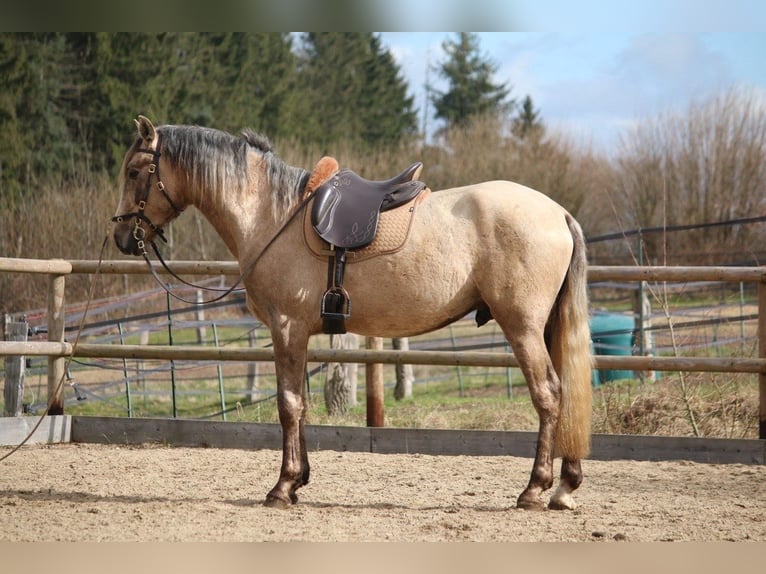Lusitanos Hengst 3 Jahre 168 cm Schimmel in Postfeld