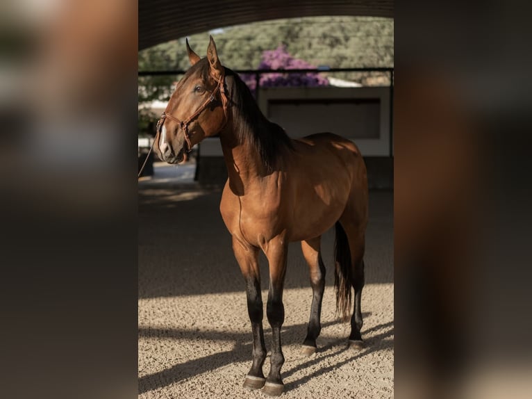 Lusitanos Hengst 3 Jahre 170 cm Brauner in Vila Viçosa