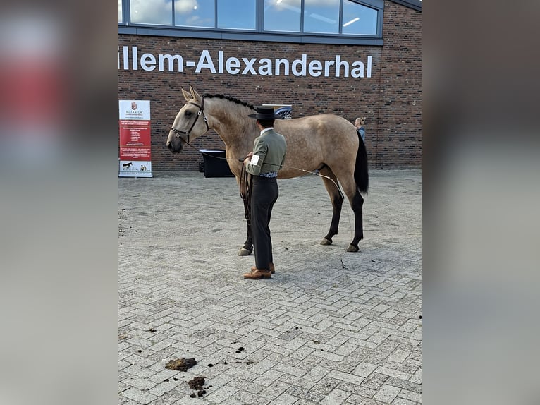 Lusitanos Hengst 3 Jahre 170 cm Buckskin in Lelystad