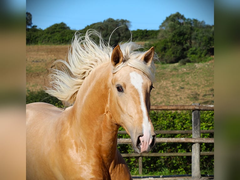 Lusitanos Hengst 3 Jahre 170 cm Palomino in Ribamar
