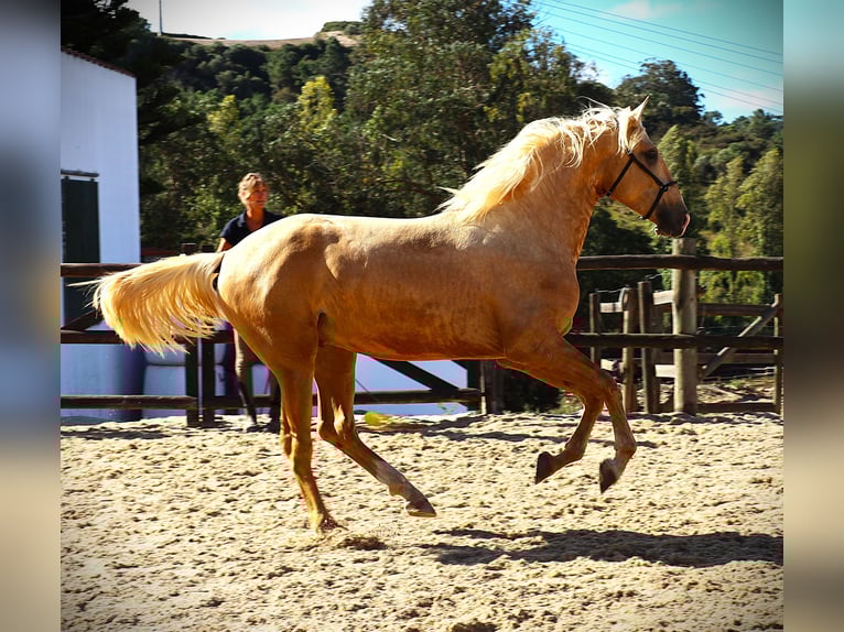 Lusitanos Hengst 3 Jahre 170 cm Palomino in Ribamar