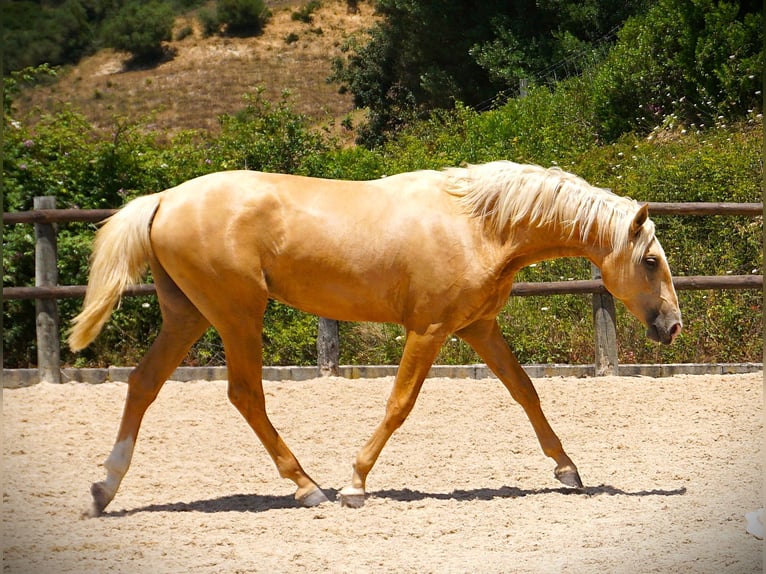 Lusitanos Hengst 3 Jahre 170 cm Palomino in Ribamar