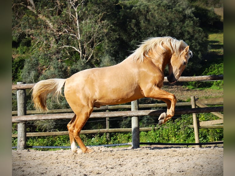 Lusitanos Hengst 3 Jahre 170 cm Palomino in Ribamar
