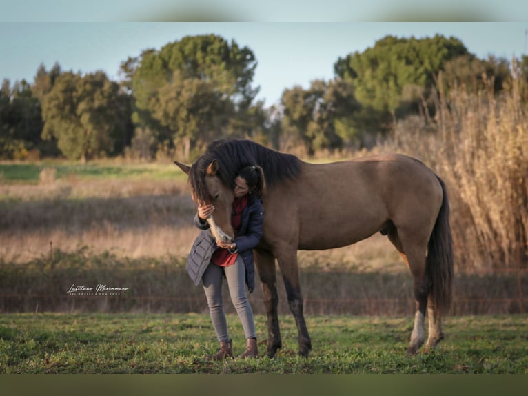 Lusitanos Hengst 3 Jahre 172 cm Buckskin in Rio Maior