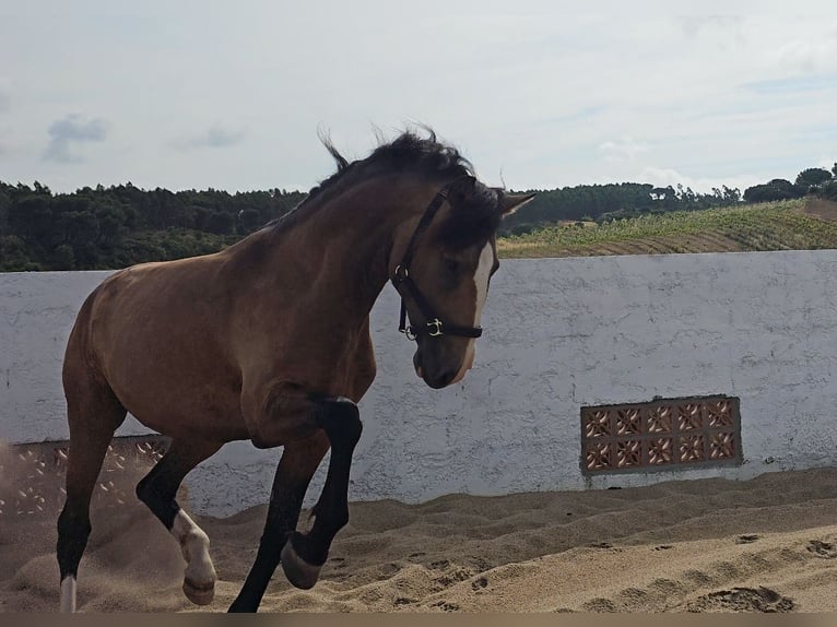 Lusitanos Hengst 3 Jahre 172 cm Buckskin in Rio Maior