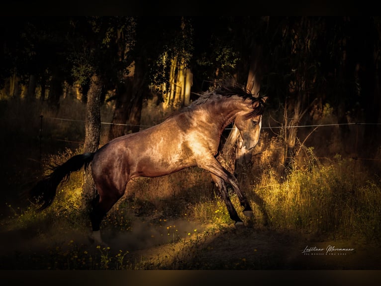 Lusitanos Hengst 3 Jahre 172 cm Buckskin in Rio Maior
