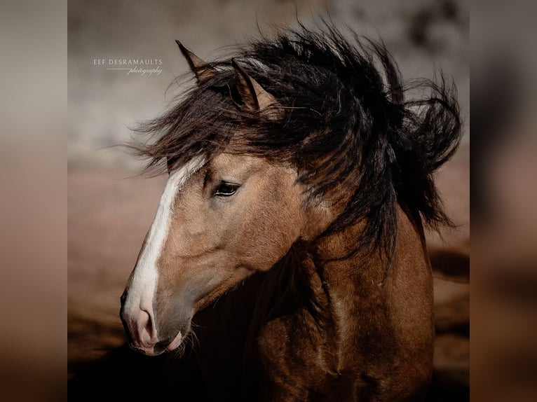 Lusitanos Hengst 3 Jahre 172 cm Buckskin in Rio Maior