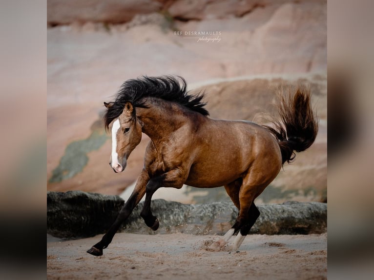 Lusitanos Hengst 3 Jahre 172 cm Buckskin in Rio Maior