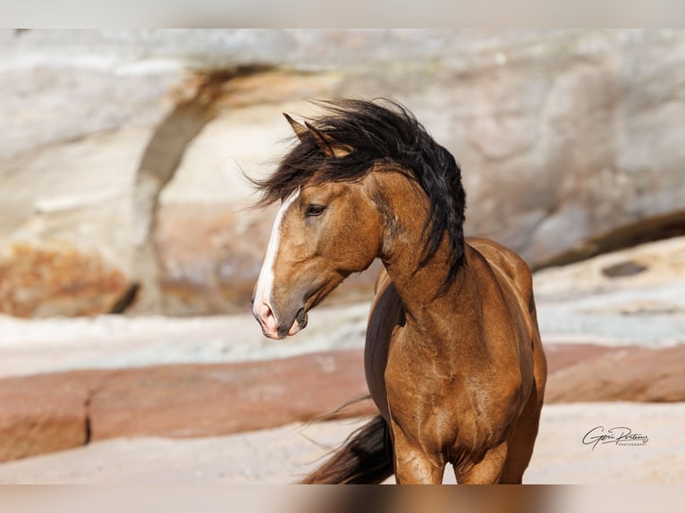 Lusitanos Hengst 3 Jahre 172 cm Buckskin in Rio Maior