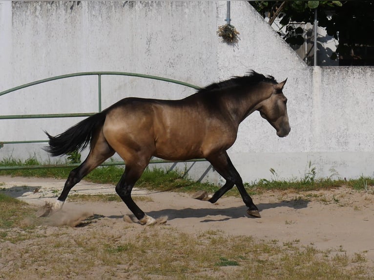 Lusitanos Hengst 3 Jahre 173 cm Falbe in Goleg&#xE3;