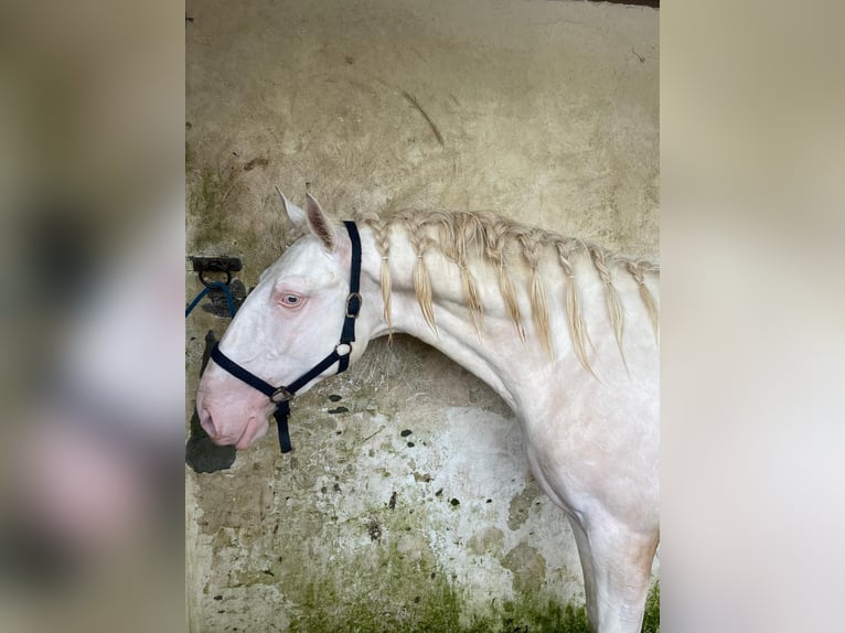 Lusitanos Hengst 3 Jahre Cremello in Madrid