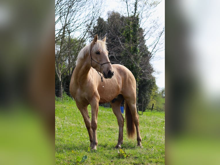 Lusitanos Mix Hengst 3 Jahre Pearl in Miengo