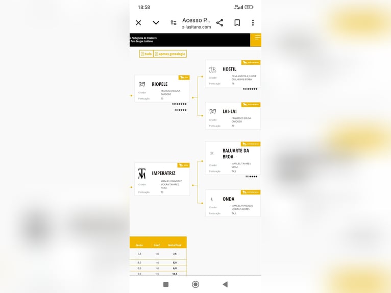 Lusitanos Hengst 3 Jahre Schimmel in Tarifa