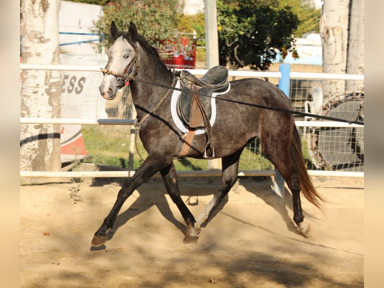 Lusitanos Hengst 3 Jahre Schimmel in Elvas