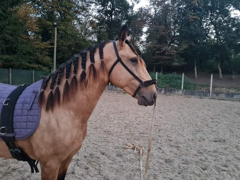 Lusitanos Hengst 4 Jahre 152 cm Falbe in Kembs