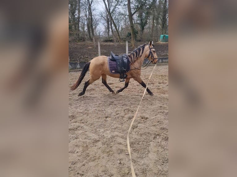 Lusitanos Hengst 4 Jahre 152 cm Falbe in Kembs