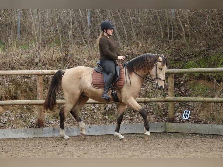 Lusitanos Hengst 4 Jahre 153 cm Buckskin in Postfeld