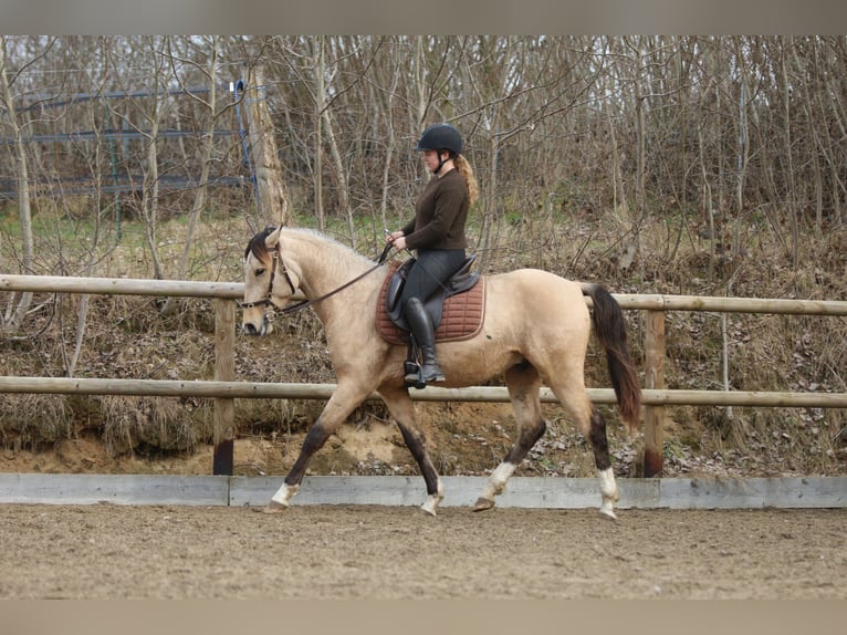 Lusitanos Hengst 4 Jahre 153 cm Buckskin in Postfeld