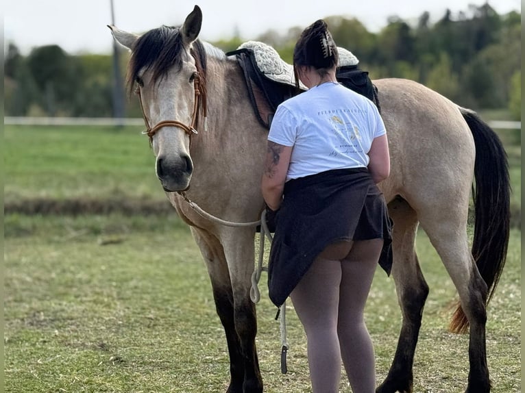 Lusitanos Hengst 4 Jahre 155 cm Buckskin in Buckow