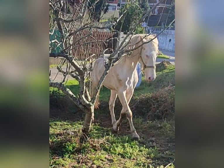 Lusitanos Hengst 4 Jahre 155 cm Cremello in Sangui&#xF1;eda (Santa Maria)