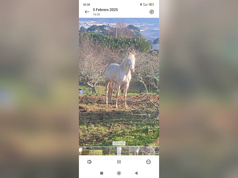 Lusitanos Hengst 4 Jahre 155 cm Cremello in Sangui&#xF1;eda (Santa Maria)