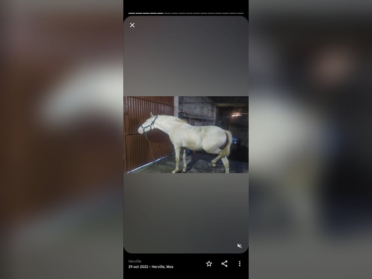 Lusitanos Hengst 4 Jahre 155 cm Cremello in Sangui&#xF1;eda (Santa Maria)