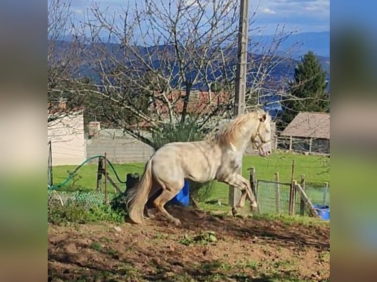 Lusitanos Hengst 4 Jahre 155 cm Cremello in Sangui&#xF1;eda (Santa Maria)