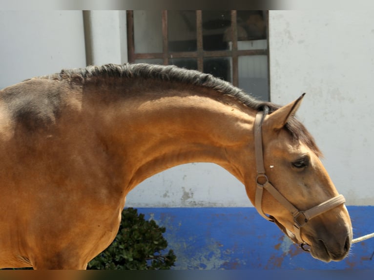 Lusitanos Hengst 4 Jahre 157 cm Buckskin in Lisboa