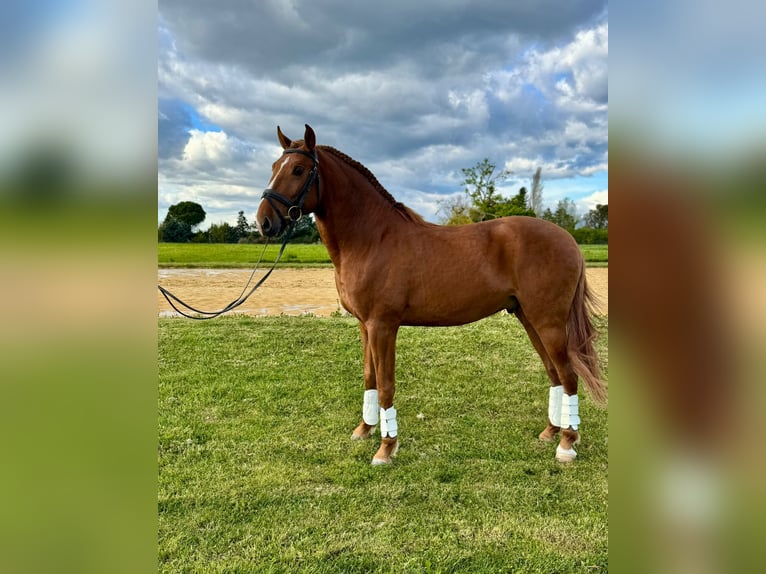 Lusitanos Hengst 4 Jahre 157 cm Fuchs in Hamburg