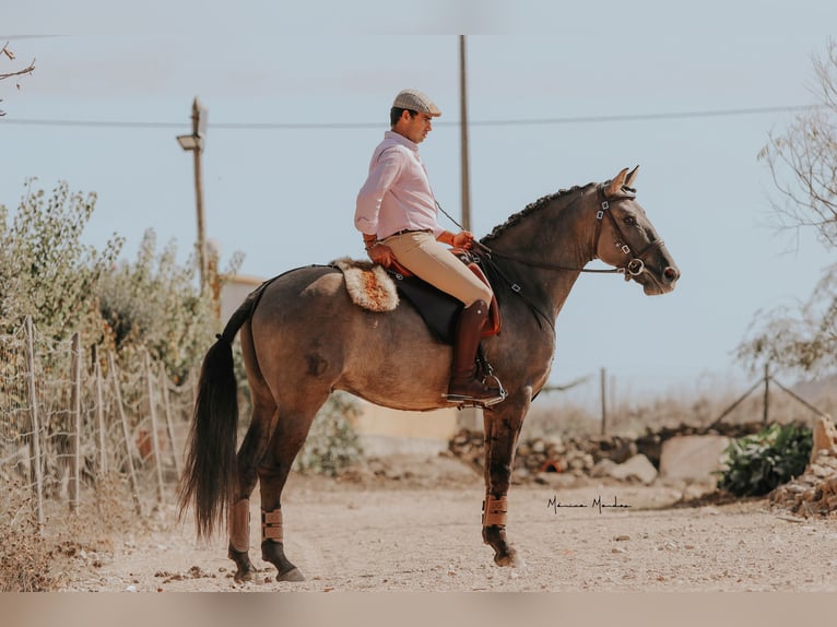 Lusitanos Hengst 4 Jahre 157 cm Grullo in Lissabon