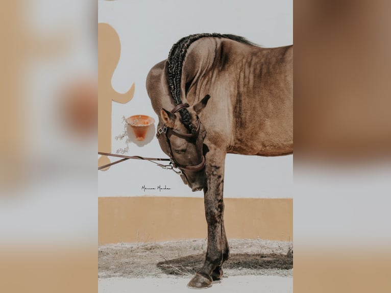 Lusitanos Hengst 4 Jahre 157 cm Grullo in Lissabon