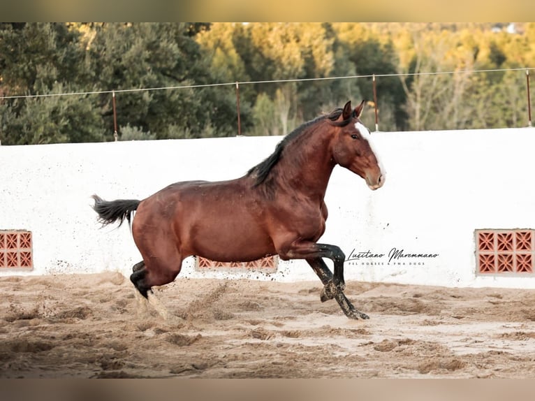 Lusitanos Hengst 4 Jahre 158 cm Brauner in Santarém